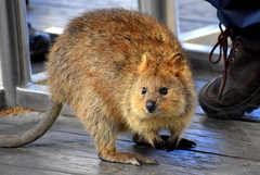 Setonix brachyurus
