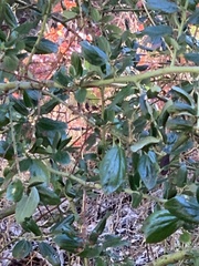 Ceanothus oliganthus sorediatus