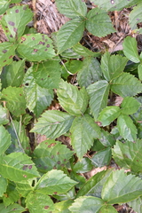 Rubus hispidus