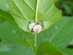Neolasioptera farinosa