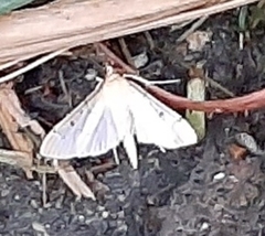 Herpetogramma bipunctalis