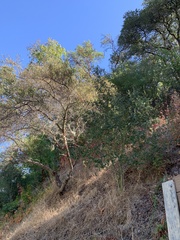 Ceanothus oliganthus sorediatus