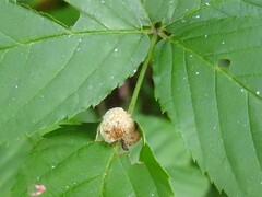 Neolasioptera farinosa