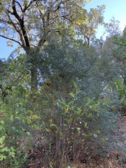 Ceanothus oliganthus sorediatus