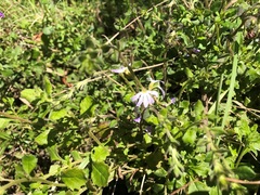 Scaevola albida