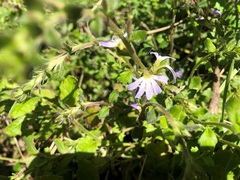 Scaevola albida