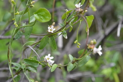 Diplolepis geminiflora