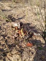 Moloch horridus