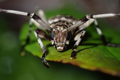 Acanthocinus obsoletus