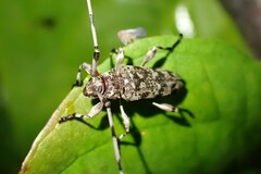 Acanthocinus obsoletus