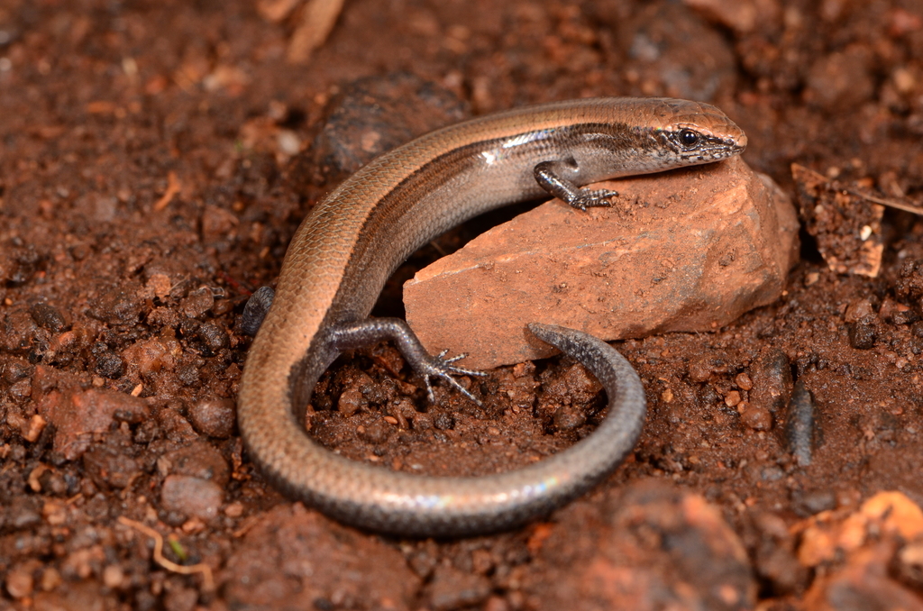 Wahlberg's Snake-Eyed Skink
