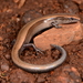 Wahlberg’s Snake-eyed Skink - Photo (c) peterwebb, some rights reserved (CC BY-NC), uploaded by peterwebb