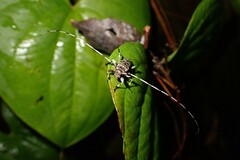 Acanthocinus obsoletus