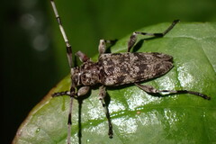 Acanthocinus obsoletus