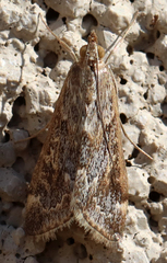 Loxostege allectalis