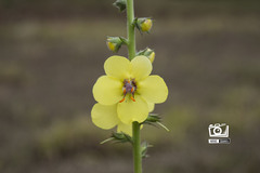 Verbascum virgatum
