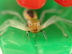 Poecilothomisus speciosus