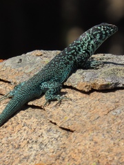 Liolaemus zapallarensis