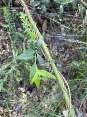 Billardiera