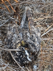 Phalaenoptilus nuttallii