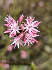 Sprengelia incarnata
