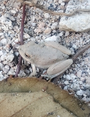 Pseudacris cadaverina