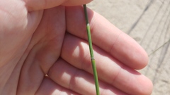 Equisetum