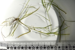 Potamogeton foliosus