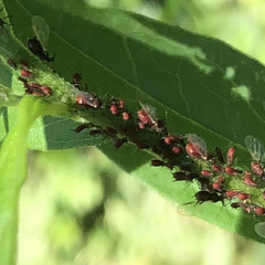 Uroleucon nigrotuberculatum