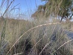 Thinopyrum obtusiflorum