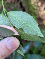 Atherosperma moschatum