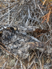 Phalaenoptilus nuttallii