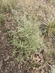 Aloysia