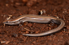 Panaspis wahlbergii