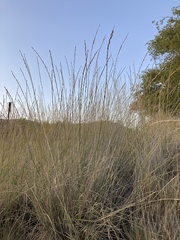 Thinopyrum obtusiflorum