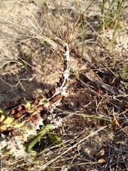 Moloch horridus