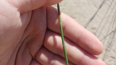 Equisetum