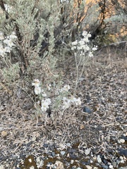 Eriogonum niveum
