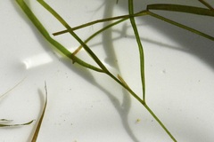 Potamogeton foliosus