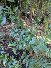 Atherosperma moschatum