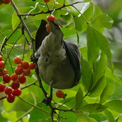 Thraupis sayaca