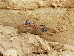 Myrmecia fuscipes