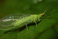 Chrysopodes collaris