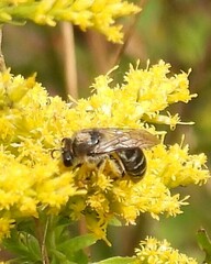 Colletes compactus
