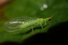 Chrysopodes collaris