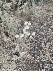 Eriogonum niveum