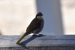 Gavicalis virescens