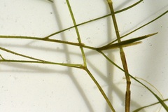 Potamogeton foliosus
