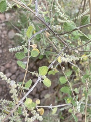 Aloysia