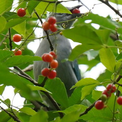 Thraupis sayaca